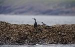 0000138 - County Waterford. Birds